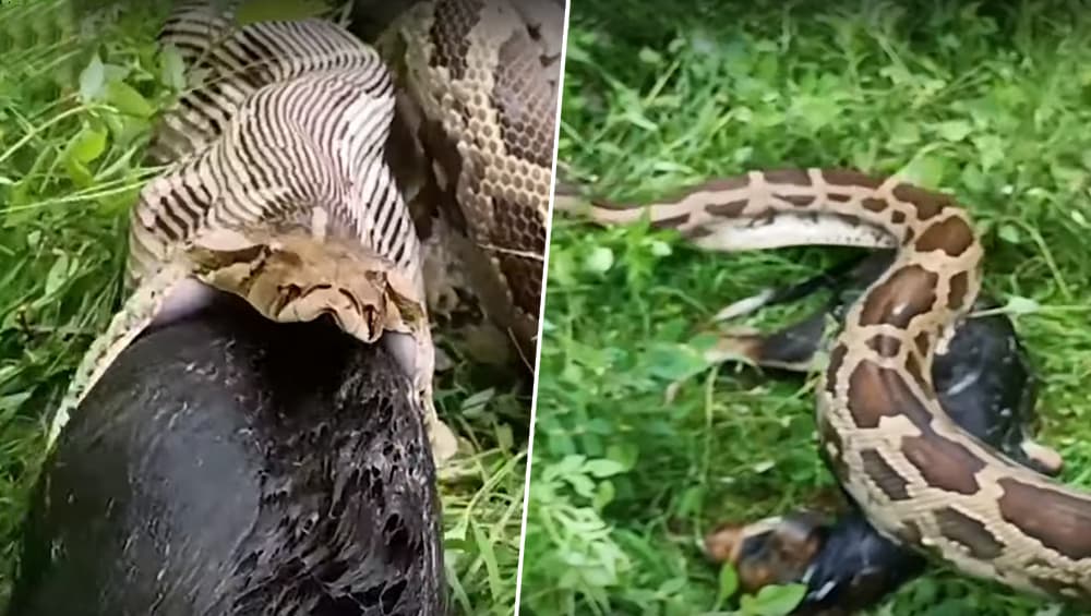 राजस्थान में 13 फीट लंबे अजगर ने निगल लिया कुत्ता, देखें Video राजस्थान में 13 फीट लंबे अजगर ने निगल लिया कुत्ता, देखें Video