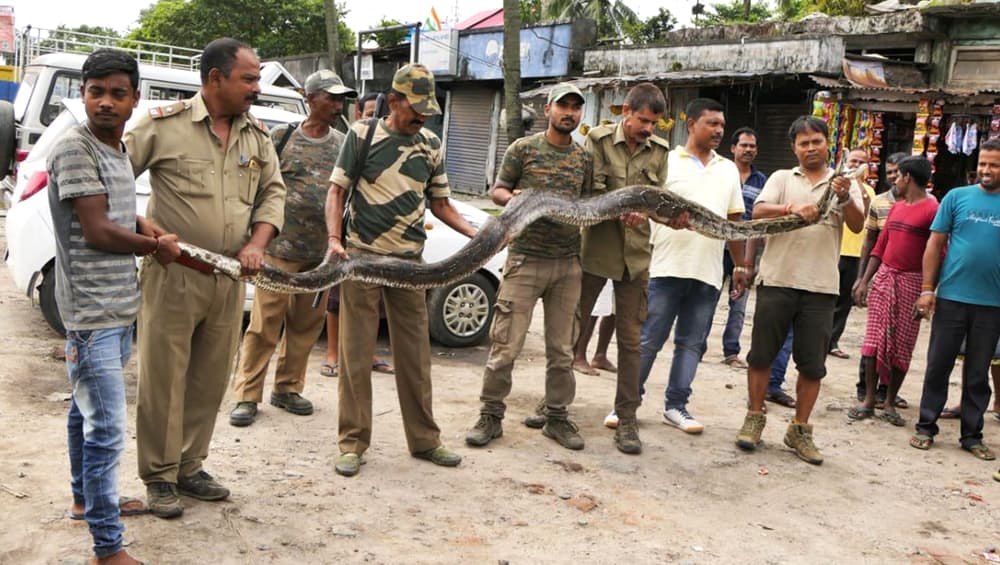 असम में मिला 14.4 फीट लंबा विशालकाय अजगर, पकड़ने में करनी पड़ी कड़ी मशक्कत असम में मिला 14.4 फीट लंबा विशालकाय अजगर, पकड़ने में करनी पड़ी कड़ी मशक्कत