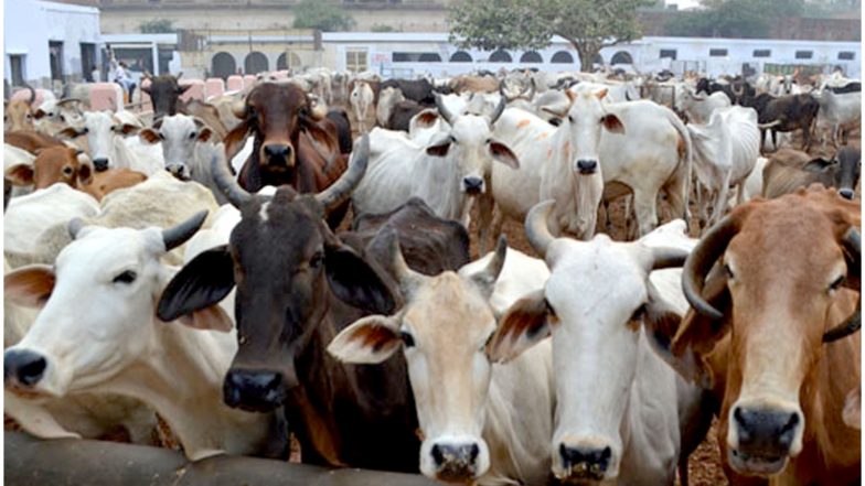 यूपी: बीजेपी नेता भुक्कल नवाब ने की घोषणा, कहा- रक्षा बंधन के दिन गायों को बांधेंगे राखी