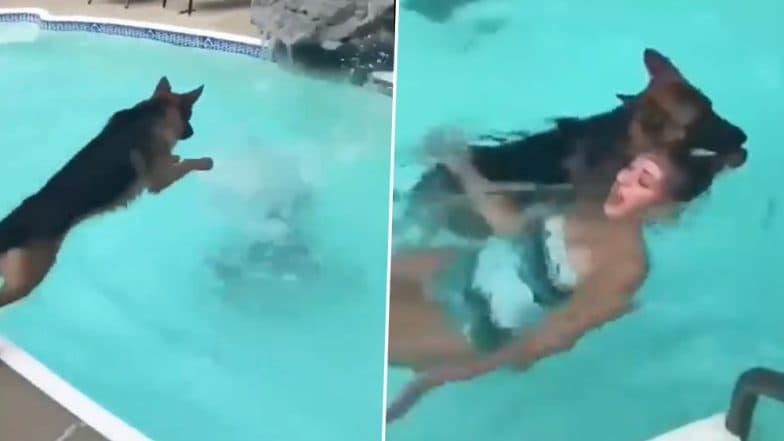 कुत्ते को इसलिए कहा जाता है इंसानों का सबसे वफादार साथी, VIDEO देख जरुर करेंगे तारीफ कुत्ते को इसलिए कहा जाता है इंसानों का सबसे वफादार साथी, VIDEO देख जरुर करेंगे तारीफ