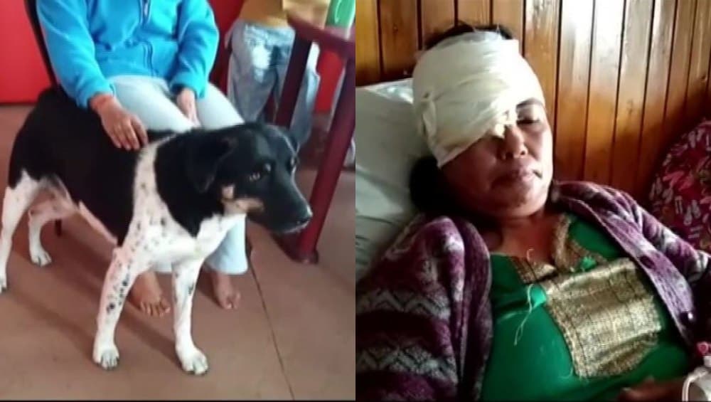 दार्जिलिंग: महिला के लिए मसीहा बना पालतू कुत्ता, तेंदुए ने किया हमला तो इस वफादार जानवर ने बचाई उसकी जान दार्जिलिंग: महिला के लिए मसीहा बना पालतू कुत्ता, तेंदुए ने किया हमला तो इस वफादार जानवर ने बचाई उसकी जान