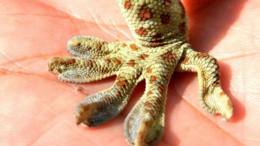 Tokay Gecko दुर्लभ प्रजाति की छिपकली को वाइल्ड लाइफ एक्टिविट ने शिकारियों से बचाया, बनती है एचआईवी और सेक्स पावर बढ़ाने की दवाई