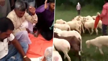 उत्तर प्रदेश: गोरखपुर में प्रेमी ने प्रेमिका के बदले उसके पति को दी 71 भेड़ें, लेकिन मामले में आया फिर नया मोड़