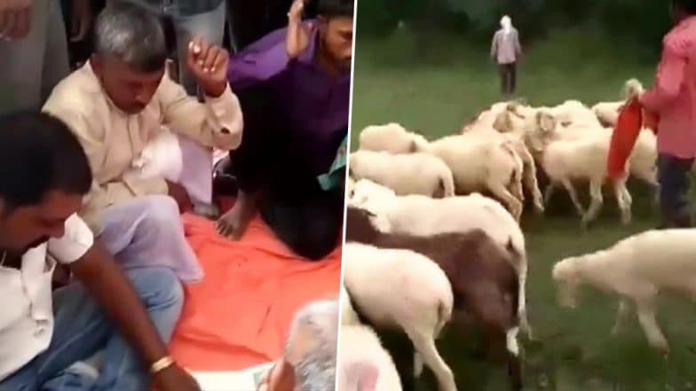 उत्तर प्रदेश: गोरखपुर में प्रेमी ने प्रेमिका के बदले उसके पति को दी 71 भेड़ें, लेकिन मामले में आया फिर नया मोड़ उत्तर प्रदेश: गोरखपुर में प्रेमी ने प्रेमिका के बदले उसके पति को दी 71 भेड़ें, लेकिन मामले में आया फिर नया मोड़