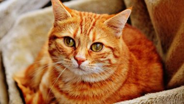 COVID-19: बिल्लियों में अनुमान से अधिक हैं कोरोना वायरस संक्रमण के मामले, स्टडी में हुआ चौंकाने वाला खुलासा