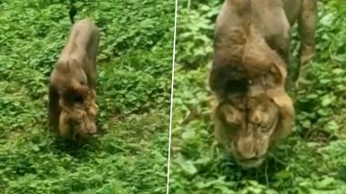 गुजरात: खंभा वन क्षेत्र में घास खाता हुआ मिला शेर, वीडियो देखकर हो जाएंगे हैरान
