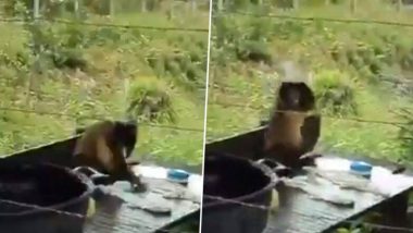 देसी अंदाज में कपड़े धोते इस बंदर का मजेदार वीडियो हुआ वायरल, जिसे देख आप भी नहीं रोक पाएंगे अपनी हंसी
