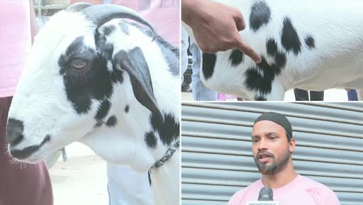 Eid al-Adha 2019: गोरखपुर में बकरीद के मौके पर 8 लाख में बिक रहा सलमान नाम का बकरा, शरीर पर 'अल्लाह' लिखा होने का दावा Eid al-Adha 2019: गोरखपुर में बकरीद के मौके पर 8 लाख में बिक रहा सलमान नाम का बकरा, शरीर पर 'अल्लाह' लिखा होने का दावा