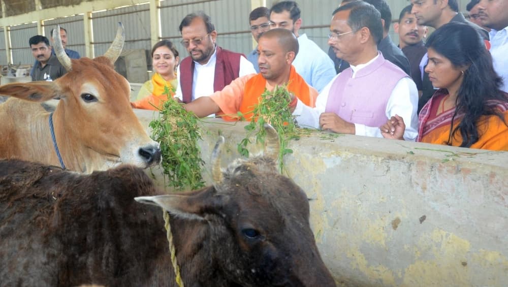 उत्तर प्रदेश: सीएम योगी आदित्यनाथ आवारा मवेशियों के लिए लेकर आए नई योजना, रोजगार के अवसर में हो सकती है मददगार उत्तर प्रदेश: सीएम योगी आदित्यनाथ आवारा मवेशियों के लिए लेकर आए नई योजना, रोजगार के अवसर में हो सकती है मददगार