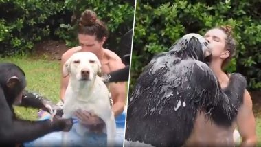दो चिम्पैंजी ने मिलकर बड़े ही मजेदार तरीके से नहलाया कुत्ते और शख्स को, उसके बाद जो हुआ...देखें वायरल वीडियो
