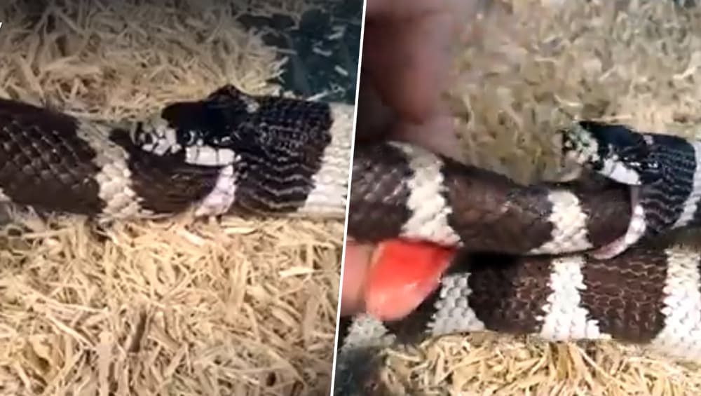 अमेरिका: पेट की भूख मिटाने के लिए kingsnake ने खुद को ही आधा निगल लिया, देखें वायरल वीडियो अमेरिका: पेट की भूख मिटाने के लिए kingsnake ने खुद को ही आधा निगल लिया, देखें वायरल वीडियो