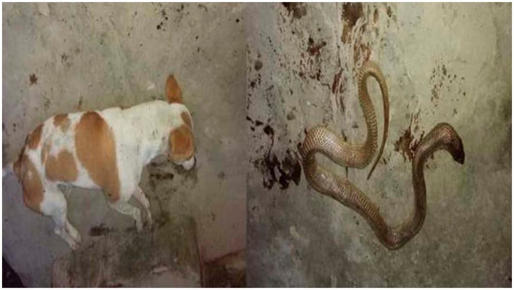 बिहार: कुत्ते ने मालिक के प्रति दिखाई वफादारी, जान बचाने के लिए सांप से जा भिड़ा बिहार: कुत्ते ने मालिक के प्रति दिखाई वफादारी, जान बचाने के लिए सांप से जा भिड़ा