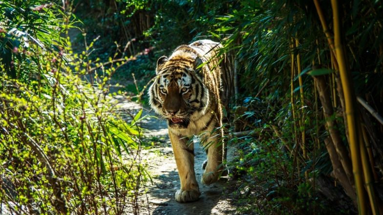 उत्तर प्रदेश: बाघ के हमलों को रोकने के लिए पीलीभीत टाइगर रिजर्व सीमा पर लगाएंगे सुगंधित पौधे