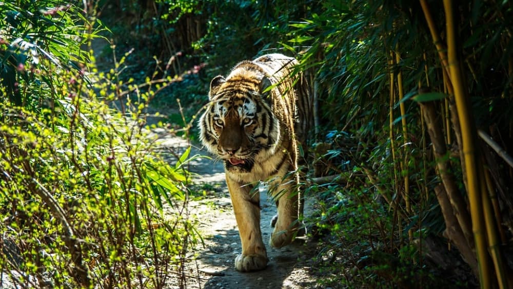 उत्तर प्रदेश: बाघ के हमलों को रोकने के लिए पीलीभीत टाइगर रिजर्व सीमा पर लगाएंगे सुगंधित पौधे उत्तर प्रदेश: बाघ के हमलों को रोकने के लिए पीलीभीत टाइगर रिजर्व सीमा पर लगाएंगे सुगंधित पौधे