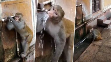 इंसानों से भी ज्यादा जिम्मेदार है ये बंदर, पानी पीने के बाद किया टैप बंद, देखें वायरल वीडियो