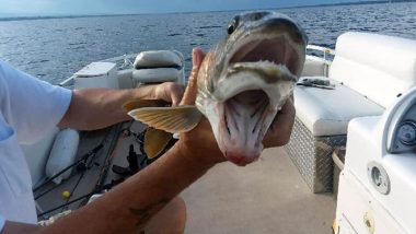 न्यूयॉर्क: महिला ने पकड़ी दो मुंह वाली अनोखी मछली, सभी देखकर रह गए हैरान, देखें तस्वीरें