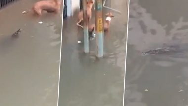 गुजरात : बाढ़ के पानी से भरी सड़क पर आया मगरमच्छ, किया कुत्ते पर हमला था, देखें वायरल वीडियो