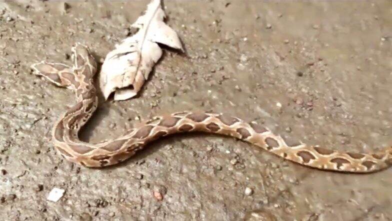 महाराष्ट्र के कल्याण में मिला दुर्लभ 2 मुंह वाला सांप, लोगों के उड़ गए होश: देखें VIDEO महाराष्ट्र के कल्याण में मिला दुर्लभ 2 मुंह वाला सांप, लोगों के उड़ गए होश: देखें VIDEO