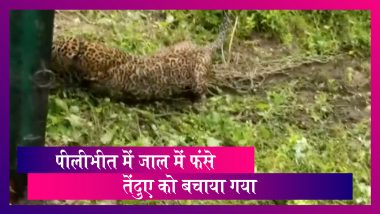 Leopard Rescued: उत्तर प्रदेश के पीलीभीत में जाल में फंसे तेंदुए को बचाया गया