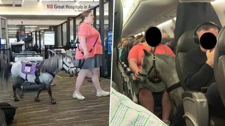 फ्लाइट में घोड़ा ! अमेरिकन एयरलाइंस के विमान में अपने पालतू घोड़े के साथ सफर करती दिखी महिला, दूसरे यात्री हुए हैरान (Watch Video) फ्लाइट में घोड़ा ! अमेरिकन एयरलाइंस के विमान में अपने पालतू घोड़े के साथ सफर करती दिखी महिला, दूसरे यात्री हुए हैरान (Watch Video)