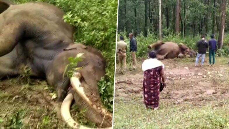 केरल: वायनाड के लोगों के साथ अनोखा रिश्ता रखने वाले प्रसिद्ध हाथी मणियन का निधन, जंगली हाथियों के झूंड ने किया था हमला केरल: वायनाड के लोगों के साथ अनोखा रिश्ता रखने वाले प्रसिद्ध हाथी मणियन का निधन, जंगली हाथियों के झूंड ने किया था हमला