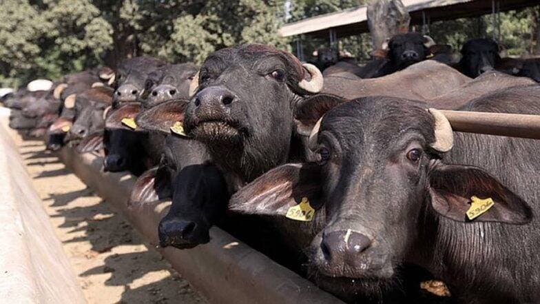 'Operation Bhains Chori': राजस्थान पुलिस ने भैंस चोरी की वारदात को रोकने के लिए WhatsApp पर बनाया ग्रुप 'Operation Bhains Chori': राजस्थान पुलिस ने भैंस चोरी की वारदात को रोकने के लिए WhatsApp पर बनाया ग्रुप