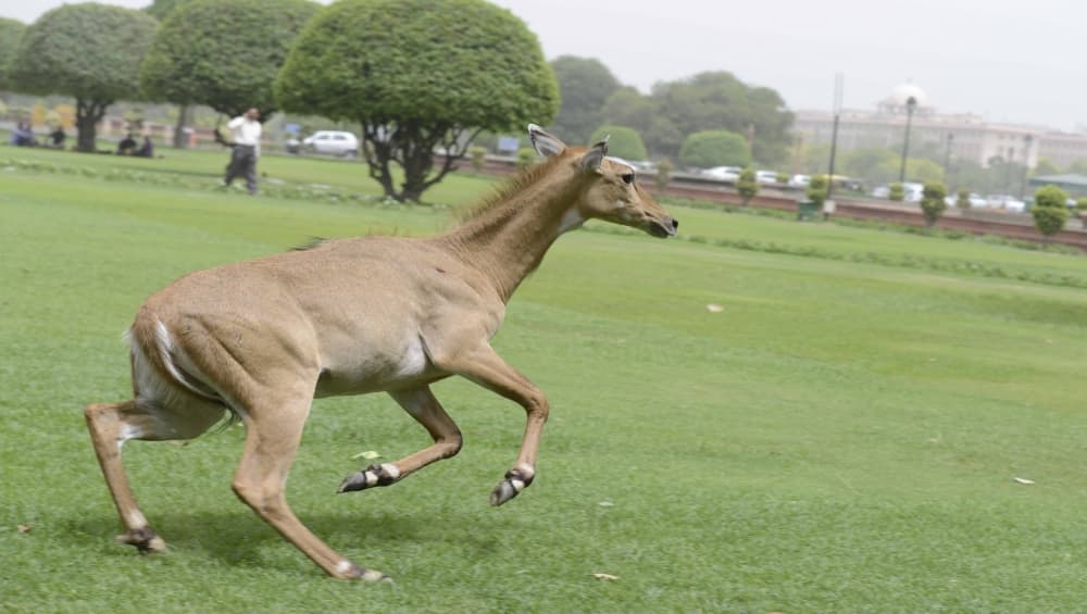 बिहार के वैशाली में नीलगाय को जिंदा दफनाए जाने का वीडियो वायरल, मामला दर्ज बिहार के वैशाली में नीलगाय को जिंदा दफनाए जाने का वीडियो वायरल, मामला दर्ज