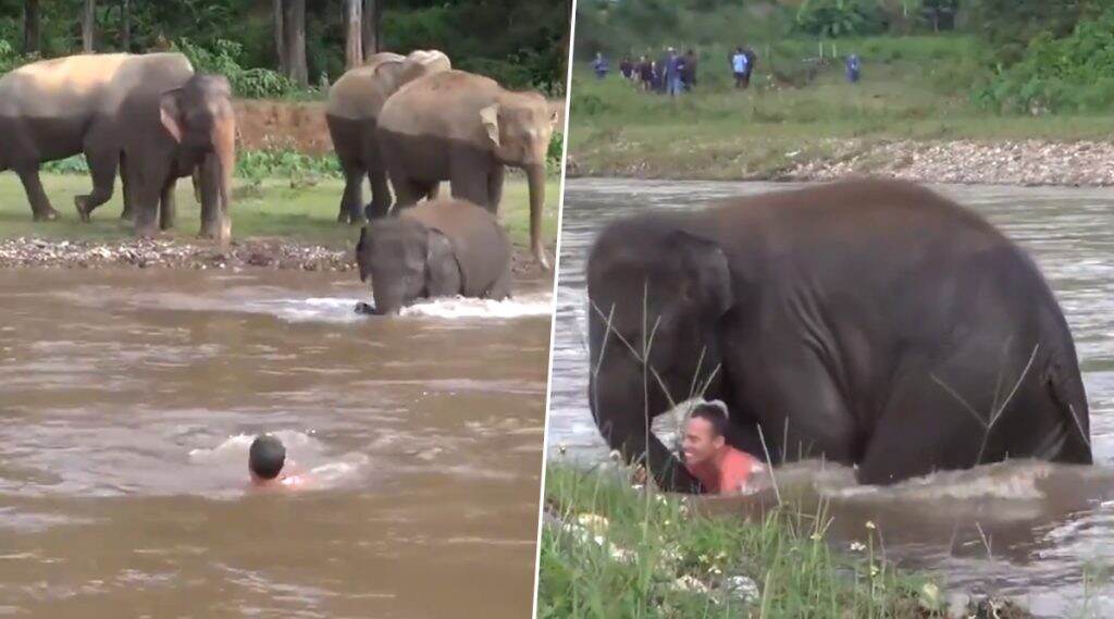 इंसान को डूबता हुआ देखकर, हाथी का बच्चा उसे बचाने के लिए पानी में कूदा, देखें इमोशनल कर देनेवाला वीडियो इंसान को डूबता हुआ देखकर, हाथी का बच्चा उसे बचाने के लिए पानी में कूदा, देखें इमोशनल कर देनेवाला वीडियो
