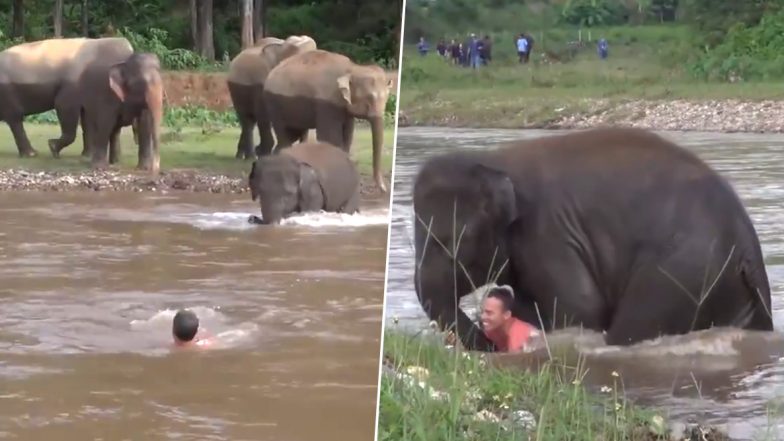इंसान को डूबता हुआ देखकर, हाथी का बच्चा उसे बचाने के लिए पानी में कूदा, देखें इमोशनल कर देनेवाला वीडियो