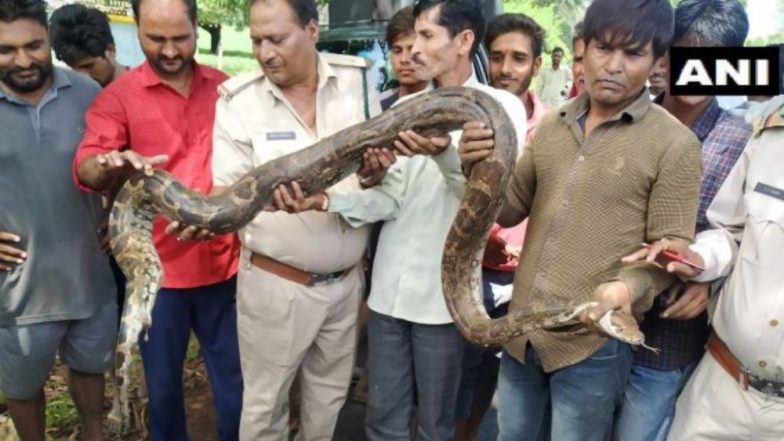 मध्य प्रदेश: 12 फीट लंबे अजगर को देख गांव में मचा हड़कंप, वन विभाग ने किया रेस्क्यू, तस्वीर हुई वायरल