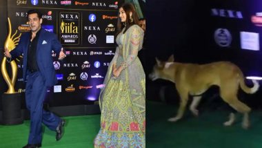 IIFA 2019 के ग्रीन कारपेट पर सलमान खान के पीछे-पीछे फंक्शन में घुसा कुत्ता, वीडियो हुआ वायरल