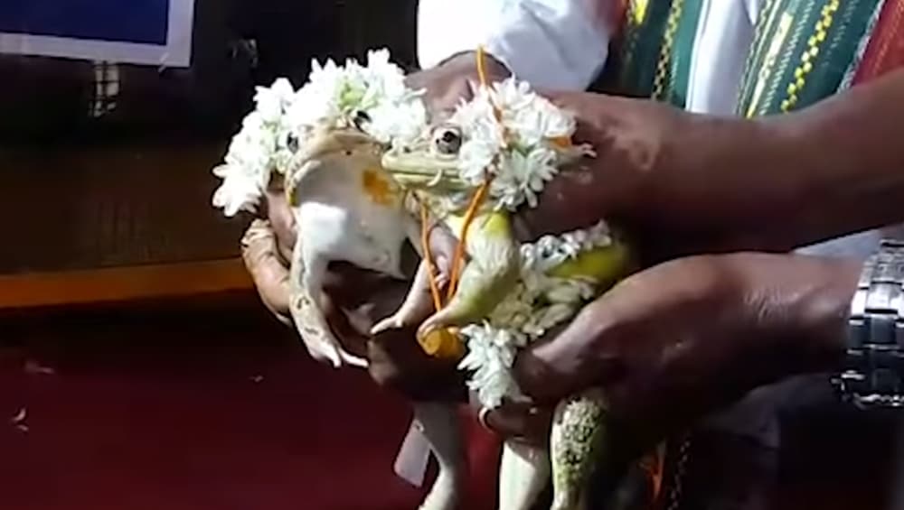 मध्यप्रदेश: बारिश होने के लिए पहले कराई मेंढक-मेंढकी की शादी, बाढ़ से बचने के लिए अब कराया तलाक मध्यप्रदेश: बारिश होने के लिए पहले कराई मेंढक-मेंढकी की शादी, बाढ़ से बचने के लिए अब कराया तलाक
