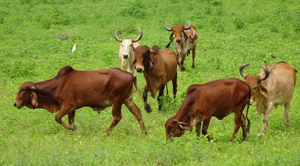 जम्मू कश्मीर में मवेशियों की तस्करी करने को लेकर 20 लोग गिरफ्तार