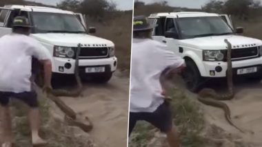 साउथ अफ्रीका: 17 फुट लंबे अजगर ने टूरिस्ट का किया पीछा, चढ़ा गाड़ी की बोनट पर, देखें वायरल वीडियो