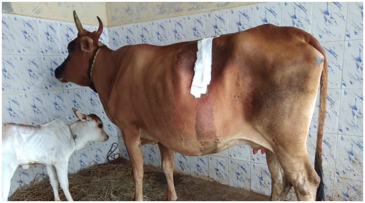 चेन्नई: गाय के पेट से ऑपरेशन कर निकाला गया 52 किलो प्लास्टिक कचरा, देखकर डॉक्टर भी रह गए दंग चेन्नई: गाय के पेट से ऑपरेशन कर निकाला गया 52 किलो प्लास्टिक कचरा, देखकर डॉक्टर भी रह गए दंग