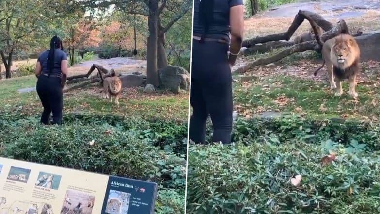 Bronx Zoo में दीवार फांदकर शेर को चिढ़ाने वाली महिला की हुई पहचान, पुलिस तलाश में जुटी Bronx Zoo में दीवार फांदकर शेर को चिढ़ाने वाली महिला की हुई पहचान, पुलिस तलाश में जुटी