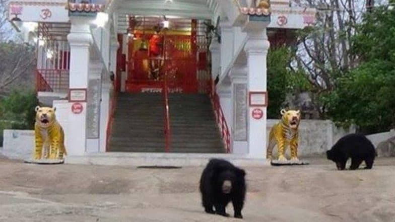 Navratri 2019: देवी चंडी के इस मंदिर में दर्शन के लिए आता है भालू का पूरा परिवार, आरती के बाद प्रसाद लेकर लौट जाते हैं वापस Navratri 2019: देवी चंडी के इस मंदिर में दर्शन के लिए आता है भालू का पूरा परिवार, आरती के बाद प्रसाद लेकर लौट जाते हैं वापस