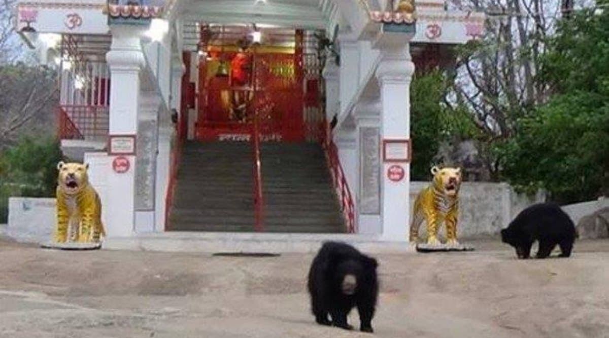 Navratri 2019: देवी चंडी के इस मंदिर में दर्शन के लिए आता है भालू का पूरा परिवार, आरती के बाद प्रसाद लेकर लौट जाते हैं वापस Navratri 2019: देवी चंडी के इस मंदिर में दर्शन के लिए आता है भालू का पूरा परिवार, आरती के बाद प्रसाद लेकर लौट जाते हैं वापस