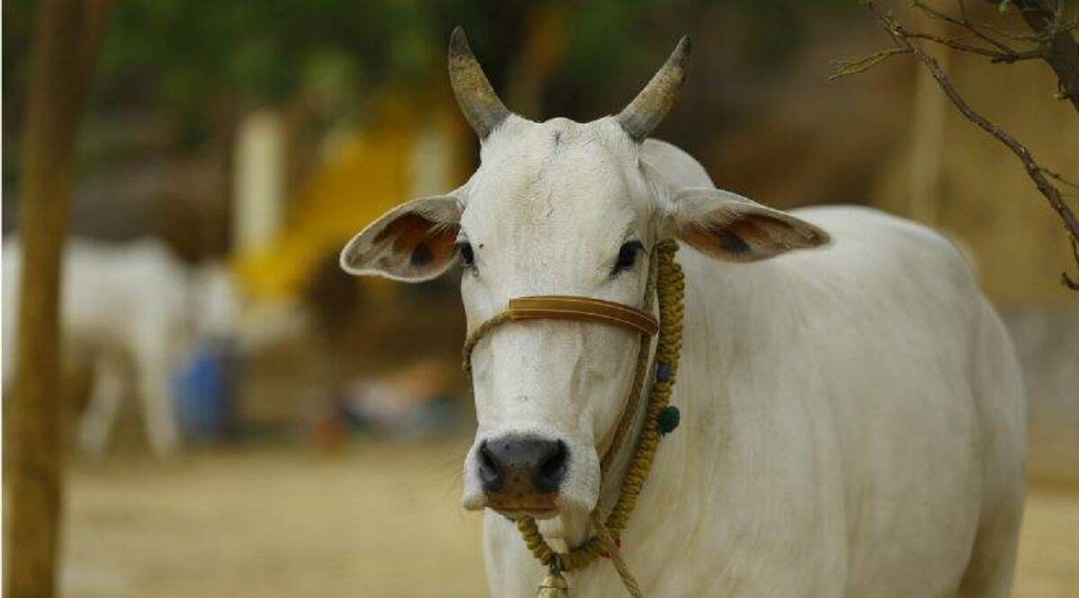 गोवत्स द्वादशी 2019: संतान के लिए मां रखती हैं यह व्रत, गाय व बछड़े की होती है पूजा, जानें इसकी महात्म्य एवं व्रत-पूजा की विधि गोवत्स द्वादशी 2019: संतान के लिए मां रखती हैं यह व्रत, गाय व बछड़े की होती है पूजा, जानें इसकी महात्म्य एवं व्रत-पूजा की विधि
