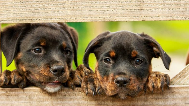 World Animal Day 2019: जानवरों के प्रति जागरुकता का दिन है विश्व पशु दिवस, जानिए इसका इतिहास और महत्व