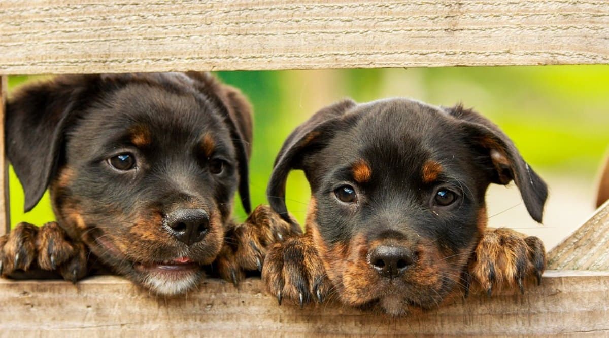 World Animal Day 2019: जानवरों के प्रति जागरुकता का दिन है विश्व पशु दिवस, जानिए इसका इतिहास और महत्व World Animal Day 2019: जानवरों के प्रति जागरुकता का दिन है विश्व पशु दिवस, जानिए इसका इतिहास और महत्व