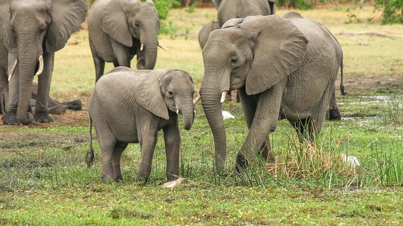 Wild Elephants Death: असम के नागांव जिले में बिजली गिरने से दर्दनाक हादसा, 18 जंगली हाथियों की हुई मौत