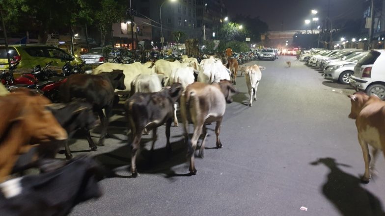 पशुगणना: मवेशियों की आबादी में आई 18 फीसदी कि बढ़त, गदहों की संख्या 61 प्रतिशत घटी