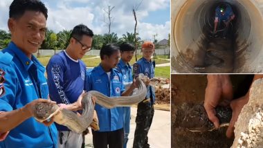 लंबे ऑपरेशन के बाद नाले के अंदर से निकाला गया 13 फीट लंबा किंग कोबरा, देखें खतरनाक सांप का वीडियो