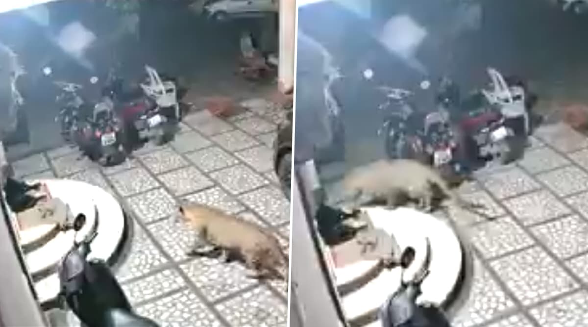 नाशिक: दबे पांव घर में घुस आया तेंदुआ और कर दिया अटैक, उसके बाद जो हुआ..देखें वायरल वीडियो नाशिक: दबे पांव घर में घुस आया तेंदुआ और कर दिया अटैक, उसके बाद जो हुआ..देखें वायरल वीडियो