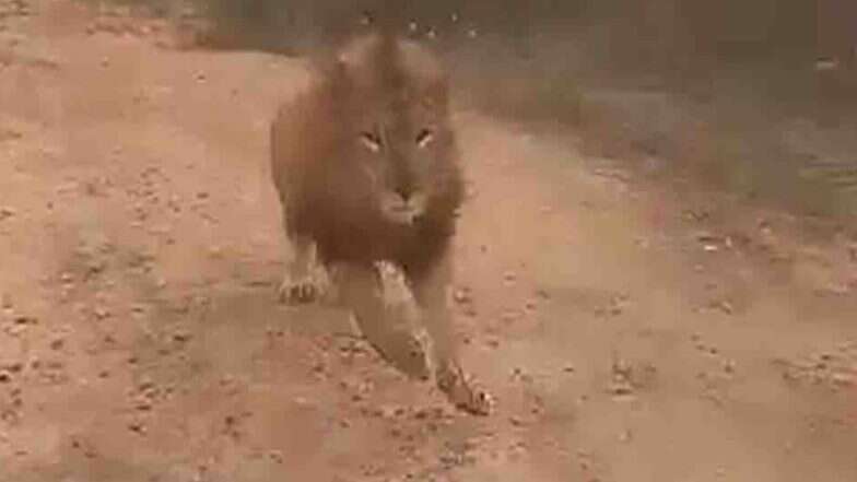 कर्नाटक: जब अटल बिहारी वाजपेयी प्राणी उद्यान में सफारी राइड के दौरान गाड़ी के पीछे दौड़ने लगा शेर, देखें वीडियो कर्नाटक: जब अटल बिहारी वाजपेयी प्राणी उद्यान में सफारी राइड के दौरान गाड़ी के पीछे दौड़ने लगा शेर, देखें वीडियो