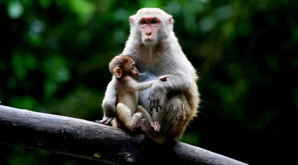 बीजेपी नेता की पत्नी ने छत से छलांग लगाई, हुई मौत