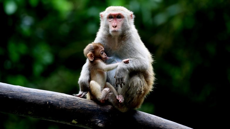 Monkey Viral Video: इंसानों की तरह कपड़े धोता हुआ दिखाई दिया बंदर, वीडियो देख नहीं रोक पाएंगे हंसी