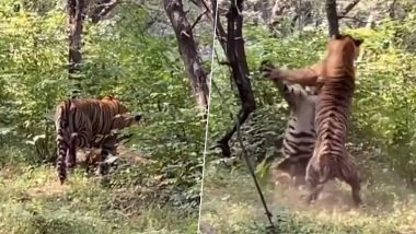 रणथंभौर के नैशनल पार्क में दो बाघों ने की बाघिन के चक्कर में लड़ाई,  देखें हिंसक वीडियो