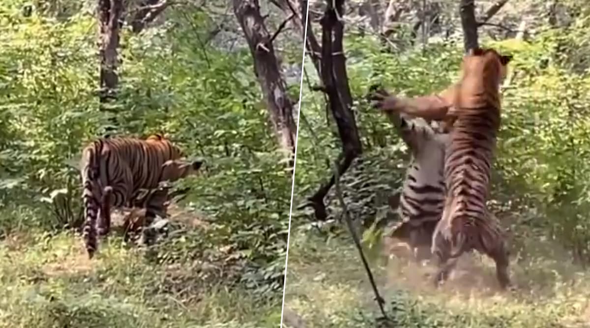 रणथंभौर के नैशनल पार्क में दो बाघों ने की बाघिन के चक्कर में लड़ाई, देखें हिंसक वीडियो रणथंभौर के नैशनल पार्क में दो बाघों ने की बाघिन के चक्कर में लड़ाई, देखें हिंसक वीडियो
